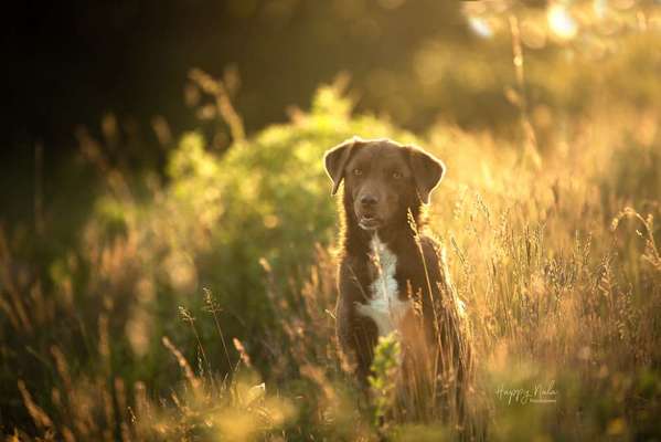 Die Dogorama Monats Challenge "Es grünt und blüht"-Beitrag-Bild