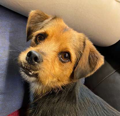 Dogorama Photo Challenge - Portrait-Beitrag-Bild