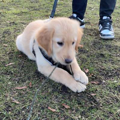 Hundetreffen-Welpe sucht Welpen als Spielpartner-Bild