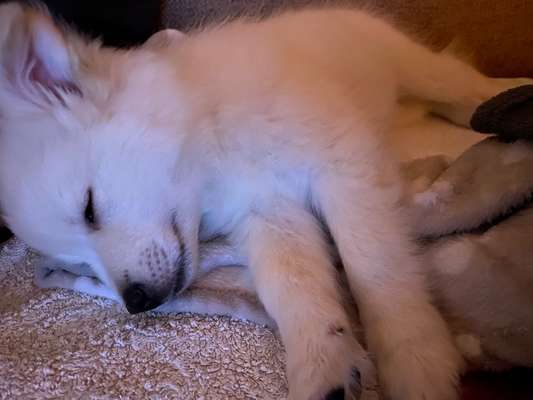 Welpen Bilder !-Beitrag-Bild