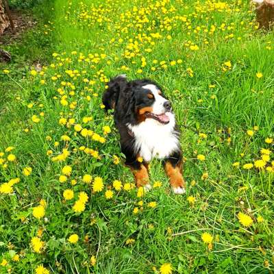 Berner Sennen-Beitrag-Bild