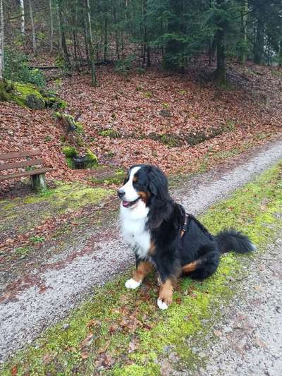 Berner Sennen-Beitrag-Bild