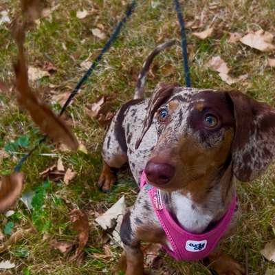 Hundetreffen-Gemeinsame Gassirunde / Spielmöglichkeit-Bild