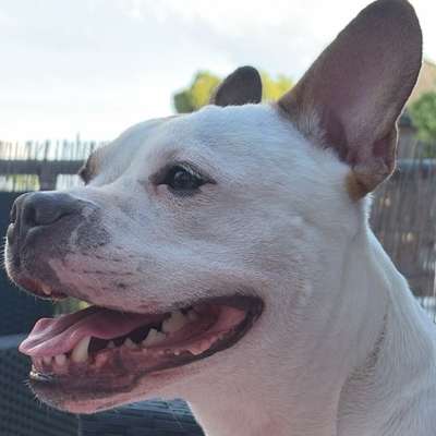 Hundetreffen-Üben mit reaktiven Hunden-Bild