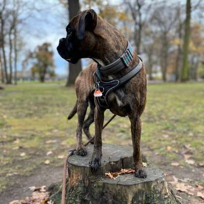 Hundetreffen-Spielfreunde gesucht!-Bild