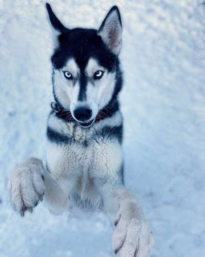 Wühltischwelpen-Beitrag-Bild