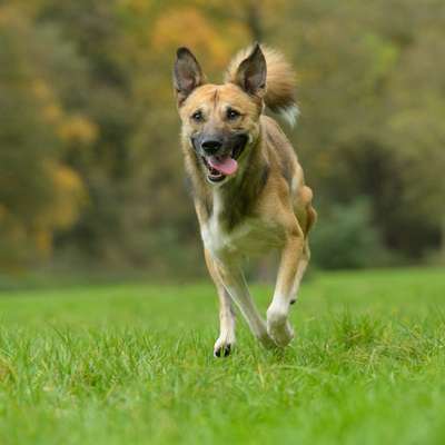 Hundetreffen-Gassirunde-Bild