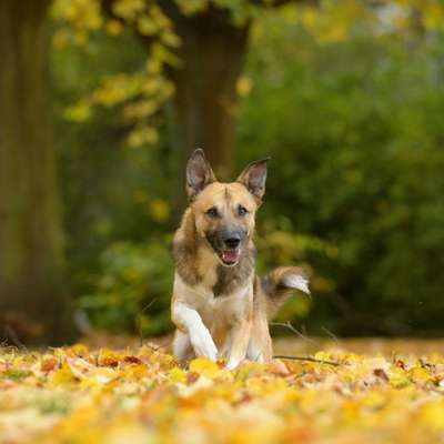 Hundetreffen-Hundekontakte gesucht-Bild