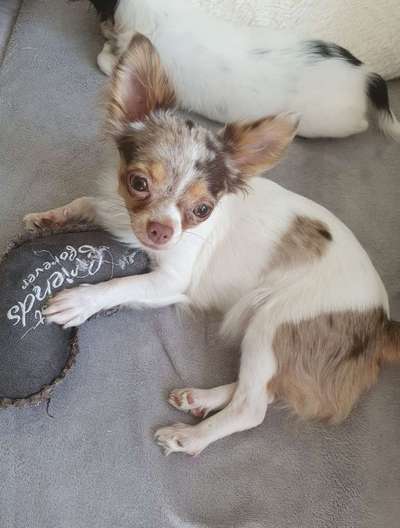 Dein Hund im Dogorama-Kalender 2021-Beitrag-Bild