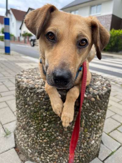 Hundetreffen-Gemeinsame Gassirunden-Bild