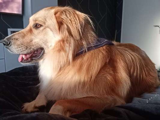 Mischlingshunde Foto Aufruf-Beitrag-Bild