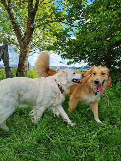 Die Dogorama Wochen Challenge "Friends will be Friends"-Beitrag-Bild