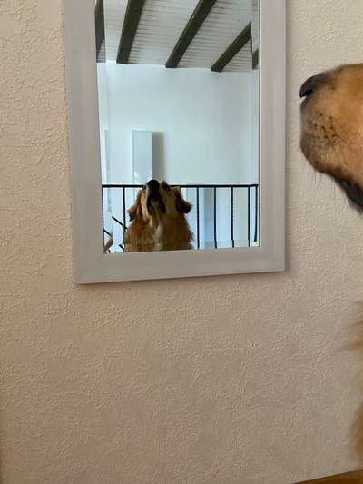 Dogorama Photo Challenge - Spieglein Spieglein . . .-Beitrag-Bild