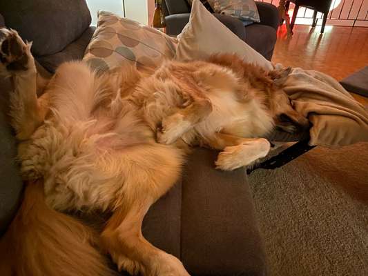 Dogorama Photo Challenge - Zeigt her eure Bäuche-Beitrag-Bild