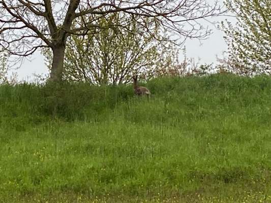 50. Collage Challenge - Fundstücke auf der Gassirunde-Beitrag-Bild