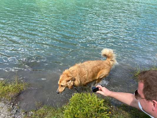 51.Collagen Challenge: Wasserhunde-Beitrag-Bild