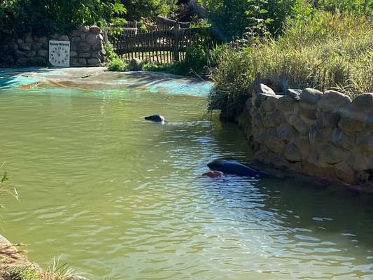 51.Collagen Challenge: Wasserhunde-Beitrag-Bild