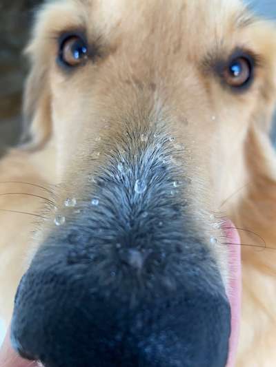 42. Handy Fotochallenge - Den richtigen Riecher haben-Beitrag-Bild