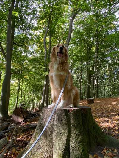 Dogorama Photo Challenge - an der Leine-Beitrag-Bild