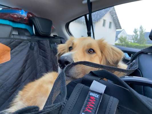 Foto Challenge Thema "Hunde im Auto"-Beitrag-Bild