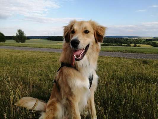 39. Collagen Challenge - Dein Hund auf einer Wiese-Beitrag-Bild