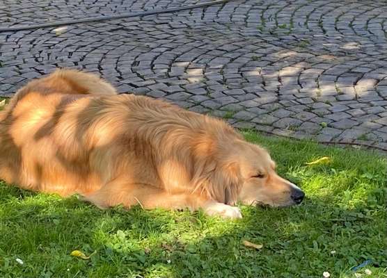 39. Collagen Challenge - Dein Hund auf einer Wiese-Beitrag-Bild