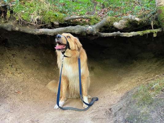 50. Collage Challenge - Fundstücke auf der Gassirunde-Beitrag-Bild