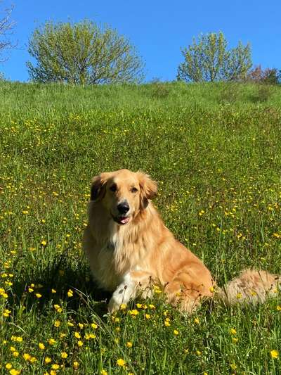 Dogorama Photo Challenge - Frühlingserwachen-Beitrag-Bild