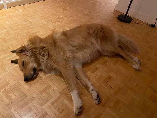 Dogorama Photo Challenge - Hündchen streckt dich-Beitrag-Bild