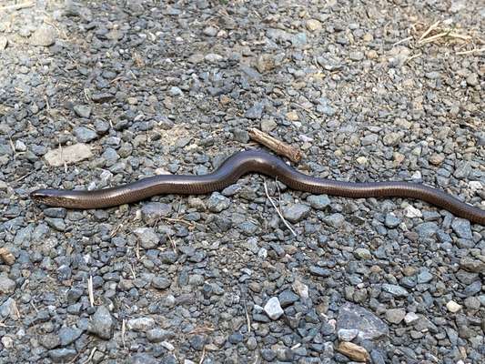 50. Collage Challenge - Fundstücke auf der Gassirunde-Beitrag-Bild