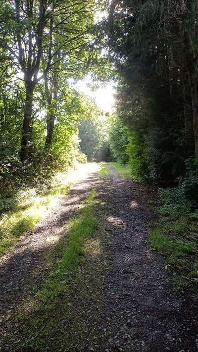 Die wunderschöne Welt mit Hund.-Beitrag-Bild