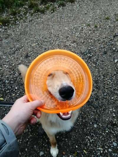 43. Fotochallenge-Zeigt mir eure Ball oder Frisbee verrueckten Hunde-Beitrag-Bild