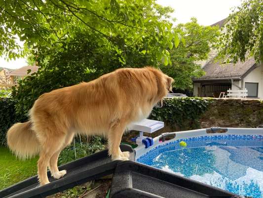 51.Collagen Challenge: Wasserhunde-Beitrag-Bild