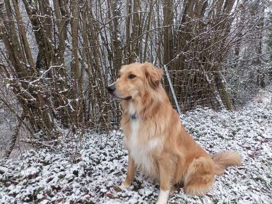 Schnee Foto-Beitrag-Bild