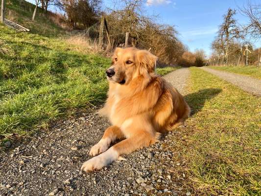 Mischlingshunde Foto Aufruf-Beitrag-Bild