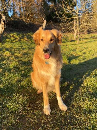 Handy Foto Challange Nr. 46  Happy Dog-Beitrag-Bild