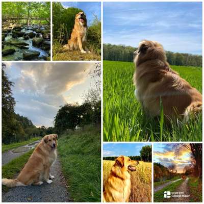 Die wunderschöne Welt mit Hund.-Beitrag-Bild