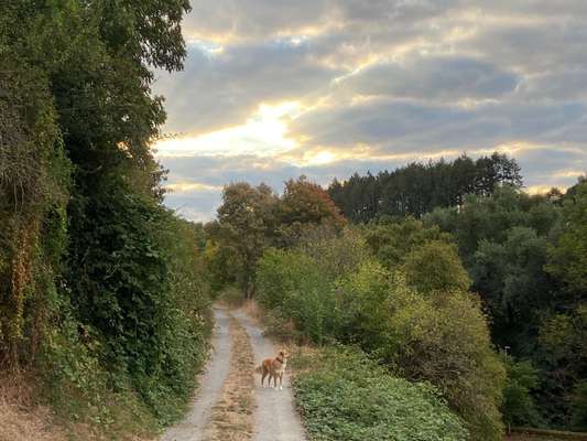 30. Collagen Challenge - Wege/Straßen-Beitrag-Bild