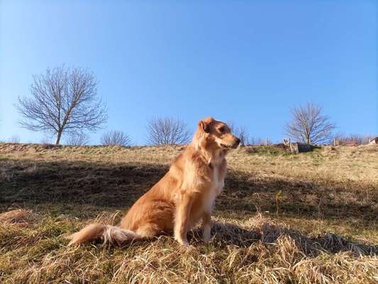 Dogorama Photo Challenge - Der Frühling kommt-Beitrag-Bild