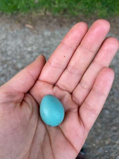 50. Collage Challenge - Fundstücke auf der Gassirunde-Beitrag-Bild