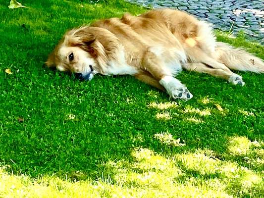 39. Collagen Challenge - Dein Hund auf einer Wiese-Beitrag-Bild