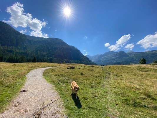 52. Collagenchallenge: Dein Hund im Sonnenschein-Beitrag-Bild
