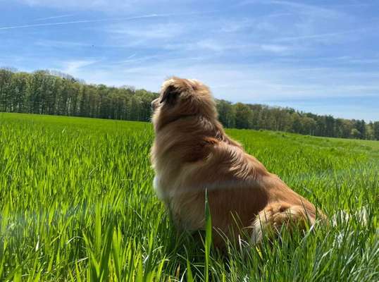 Mischlingshunde Foto Aufruf-Beitrag-Bild