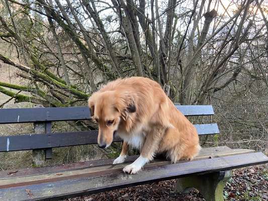 31. Collagen Challenge - Bänke/ Steine /Baumstümpfe-Beitrag-Bild