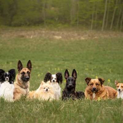 Giftköder-Dogwalking-Bild