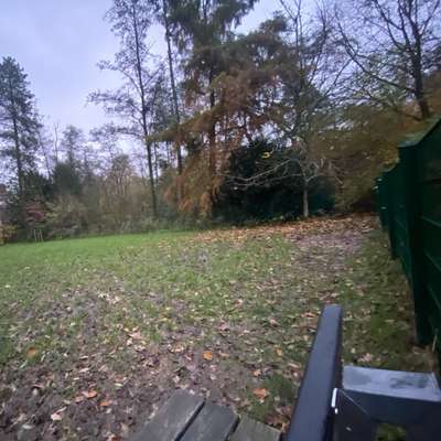 Hundeauslaufgebiet-Hundeauslauf im Schlossgarten-Bild