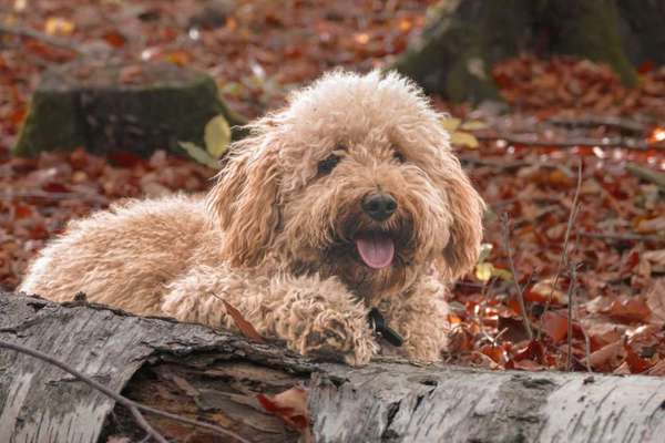 Dogorama Photo Challenge - Portrait-Beitrag-Bild