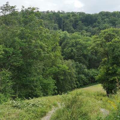 Hundetreffen-Gemeinsame Spaziergänge-Profilbild