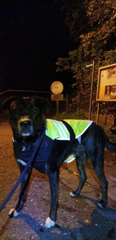 Schweizer Sennenhunde-Beitrag-Bild