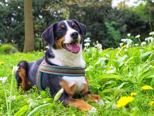 Hundetreffen-Gassi gehen-Bild